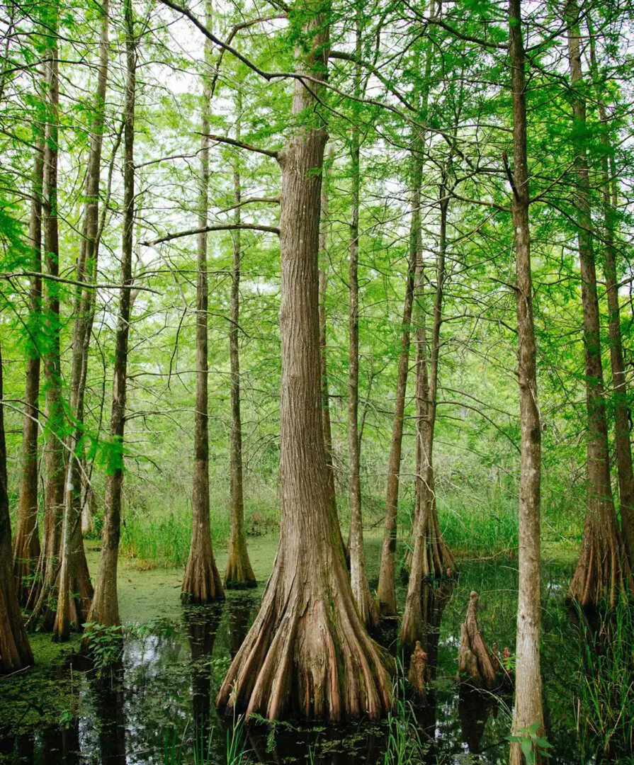 A large tree in the middle of a swamp.